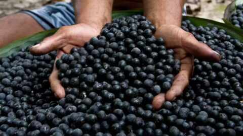 açai brasil