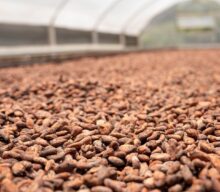 Mercado global de cacau avança para normalização, mas El Niño coloca próxima safra em alerta