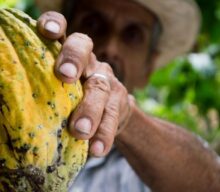 Cacau cabruca vira escudo da Mata Atlântica no sul da Bahia