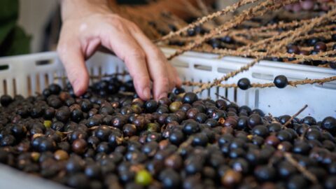 Juçara mata atlantica gastronomia