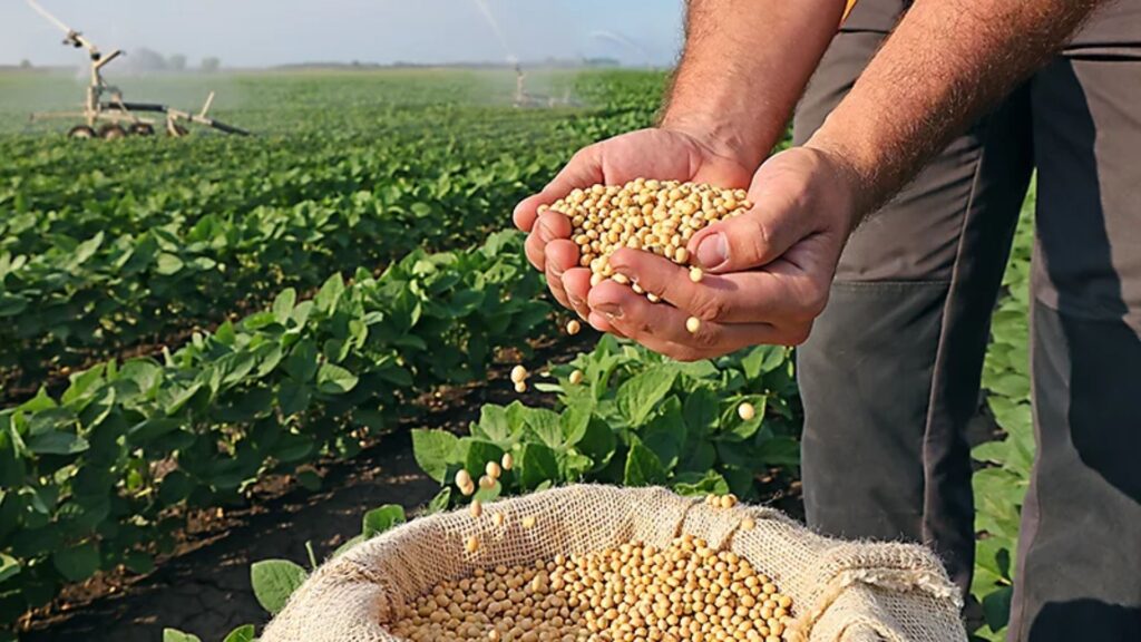 soja produtividade calagem