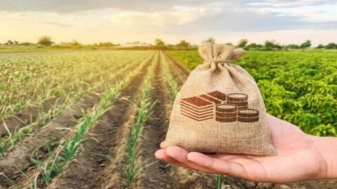 divida rural direitos produtores