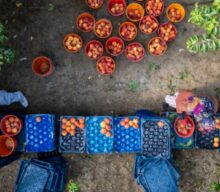 FAO e GEF mostram quatro soluções que transformam sistemas alimentares sem destruir o planeta