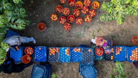 FAO alimentos e agricultura sustentáveis
