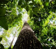 Floresta Viva: BNDES e Grupo HEINEKEN assinam parceria de R$ 5 milhões para restauração ecológica