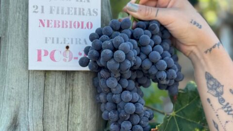 nebbiolo brasil vinho