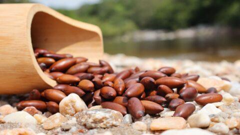 baru castanha superfood biome2me