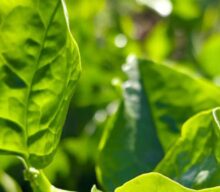 Embrapa lança as primeiras cultivares de hortaliças Panc do Brasil