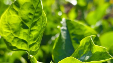 pancs embrapa vegetais