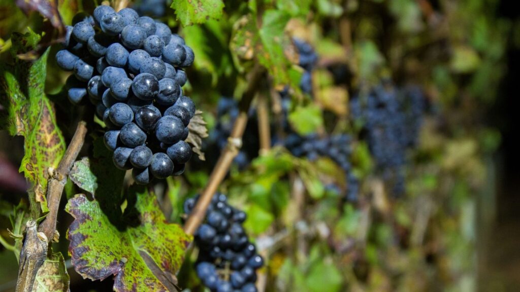 uvas viniferas inverno brasil