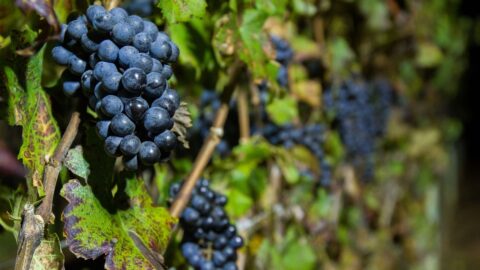 uvas viniferas inverno brasil