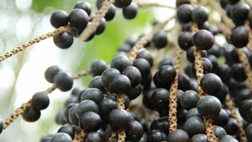 Açai genoma Embrapa UFPA