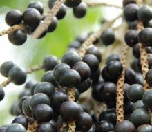 Cientistas da Amazônia sequenciam pela primeira vez o genoma do açaí