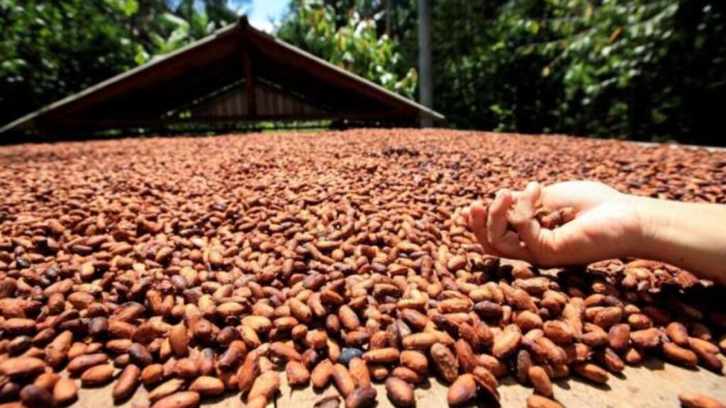 Pesquisadores criam referência inédita para manejo de micronutrientes no cacau do Sul da Bahia
