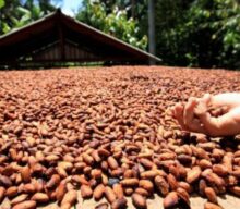 Pesquisadores criam referência inédita para manejo de micronutrientes no cacau do Sul da Bahia