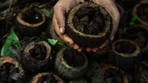 Castanha Amazonia indigenas