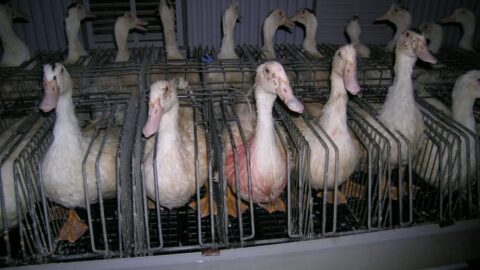 foie gras lei saude animal