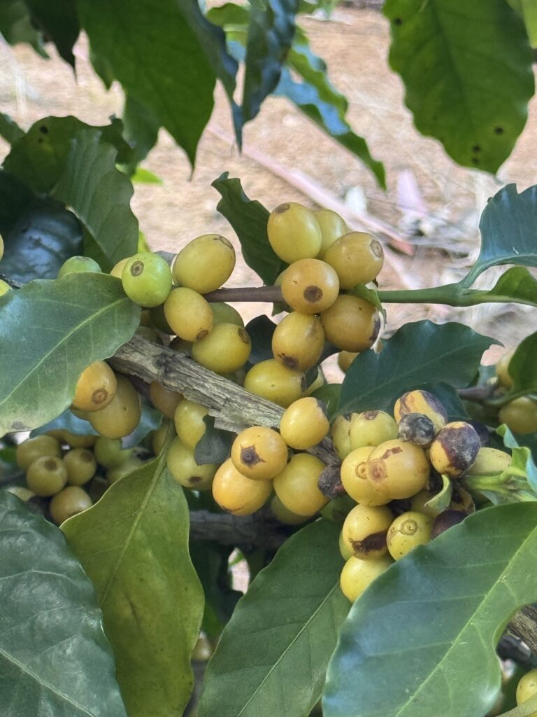 grãos café catuai padrão nespresso