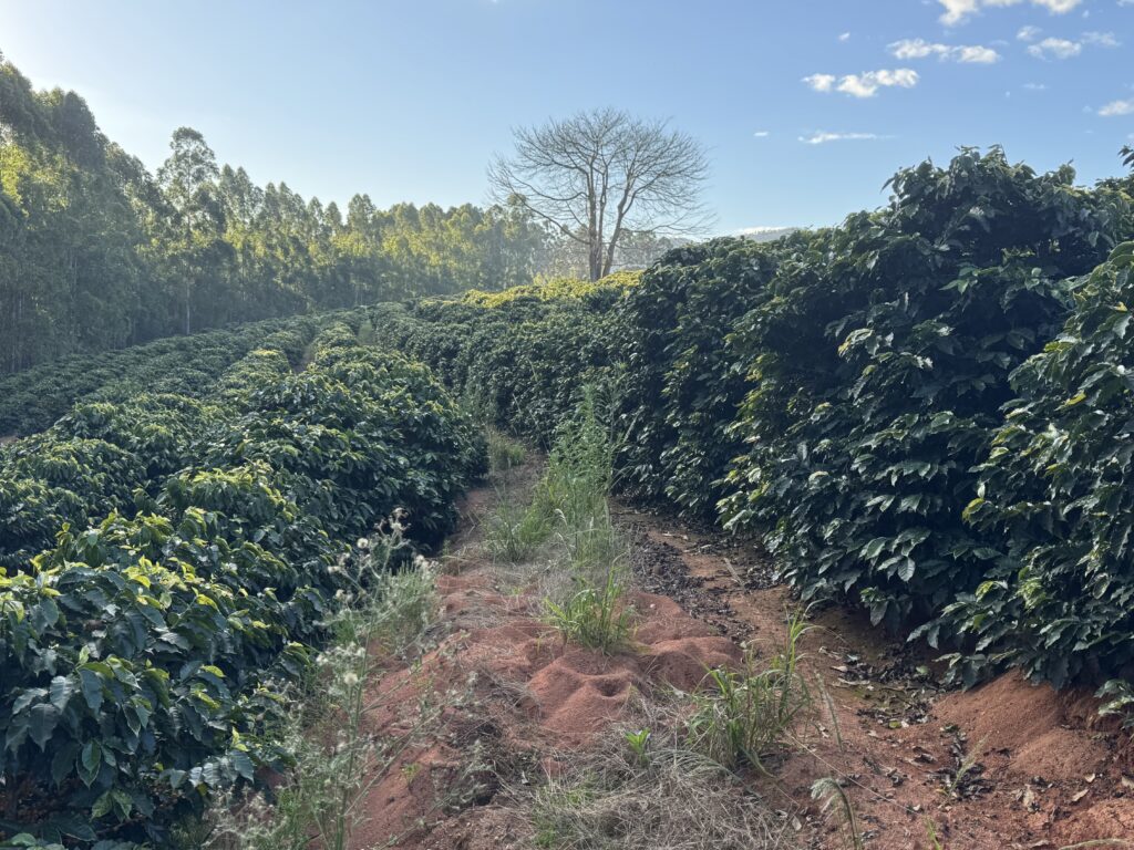 ruas de café na fazenda da grama_nespresso
