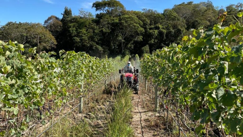 vitivinicultura Goias