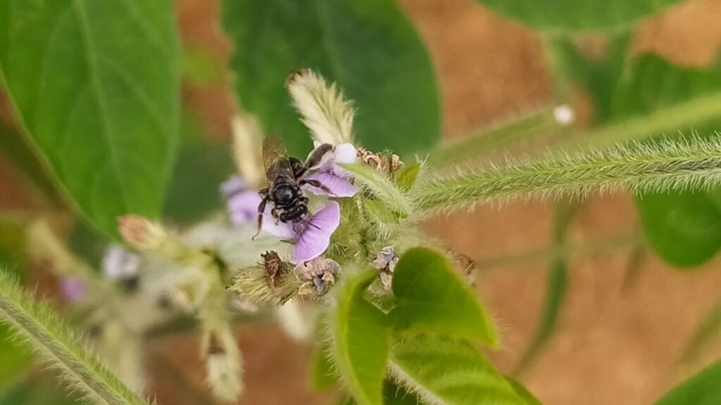 abelha flor de soja _embrapa