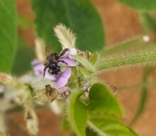 Pesquisa da Embrapa encontra 27 novas espécies de abelhas nativas em lavouras de soja