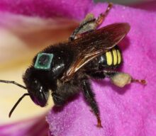 Embrapa e Universidade de Bristol reduzem erros de navegação em abelhas-sem-ferrão com mudanças simples de manejo