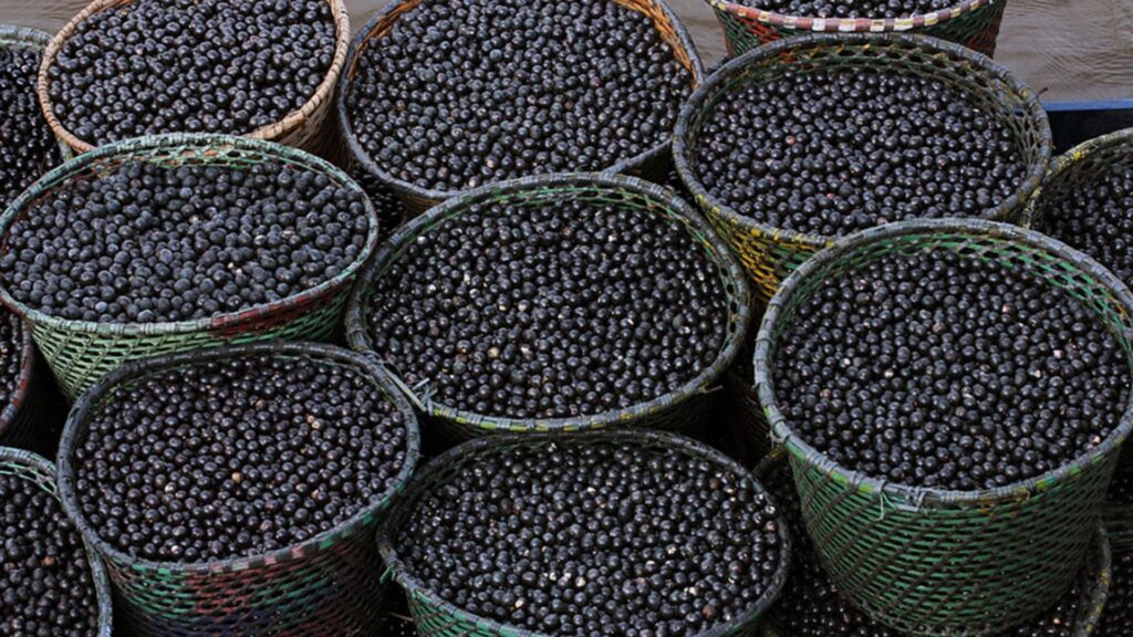 açai_embrapa