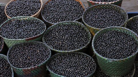 açai_embrapa