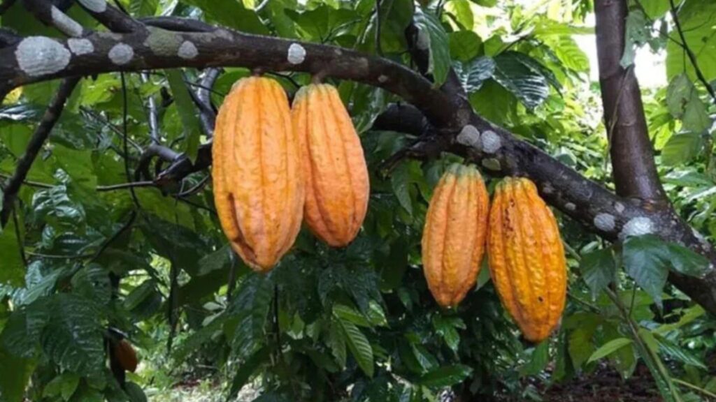 cacau embrapa amazonia desmatamento