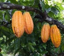 Mapeamento inédito traça a geografia do cacau na Amazônia e reforça produção livre de desmatamento