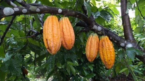 cacau embrapa amazonia desmatamento