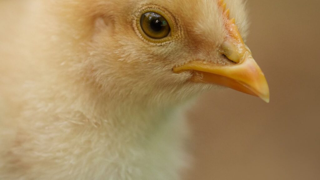 frango sexagem ovos