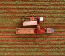 Nem todo tomate serve para fazer molho: Fugini explica o que diferencia o fruto ideal para processamento