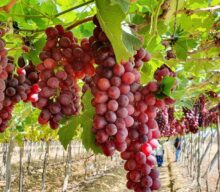 Dupla poda leva produção de uvas viníferas ao auge na seca no Cerrado