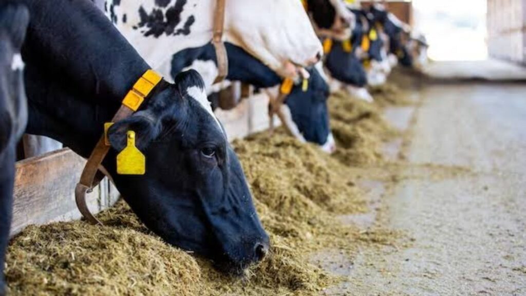 vacas leiteiras comendo em cochos