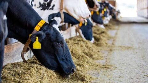 vacas leiteiras comendo em cochos