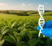 Brasil avança na edição gênica de microrganismos para produção de bioinsumos