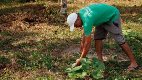Comida do Amanhã PNAE Agroecologico