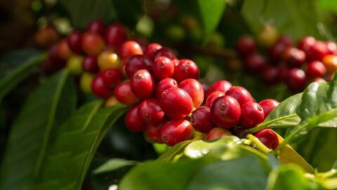 Dia Internacional do Café: pronto para beber lidera a próxima onda e deve crescer 80% no Brasil até 2031