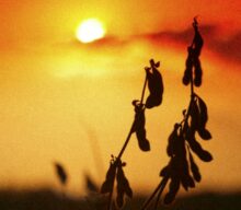 Com El Niño na safra 2026/2027, Embrapa entrega 163 medidas para blindar a agropecuária contra o clima