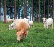 Projeto brasileiro de redução de metano na pecuária é reconhecido pela FAO