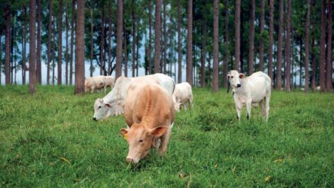 Imaflora ICV Premio FAO redução de metano