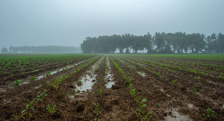 chuva na agricultura Brasil