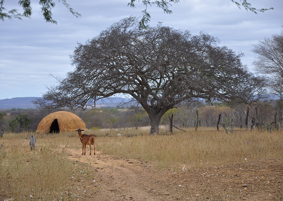 Campo árido seca