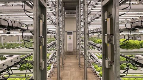 IAC Instituto Agronomico de Campinas