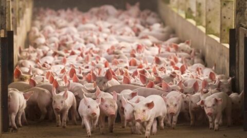 porcos sinergia animal brasil