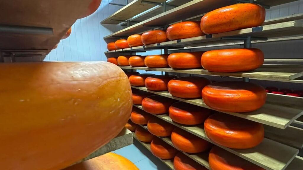 queijos sustentaveis fazenda frank'anna