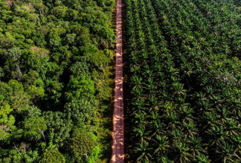Agropalma clima queimadas