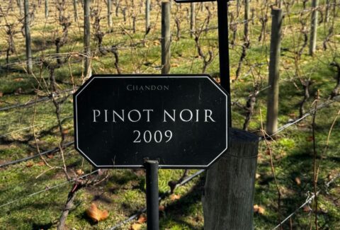Chandon pinot noir